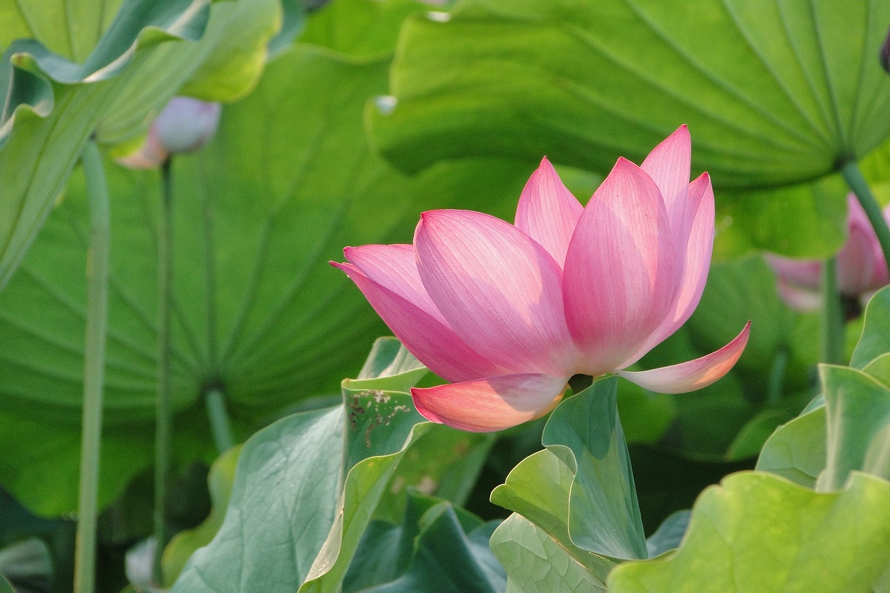 flower lotus summer free photo