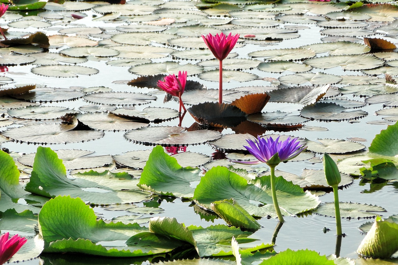 flower lotus summer free photo