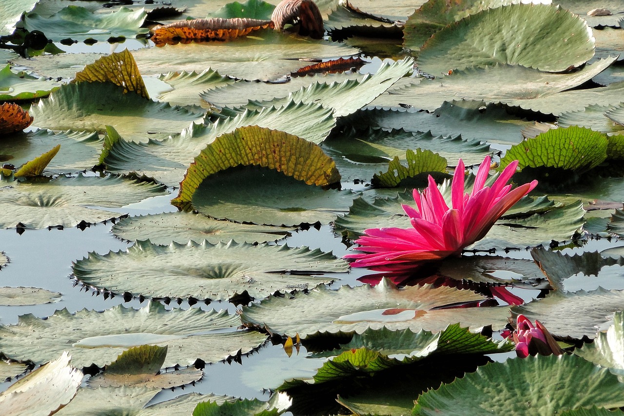 flower lotus summer free photo