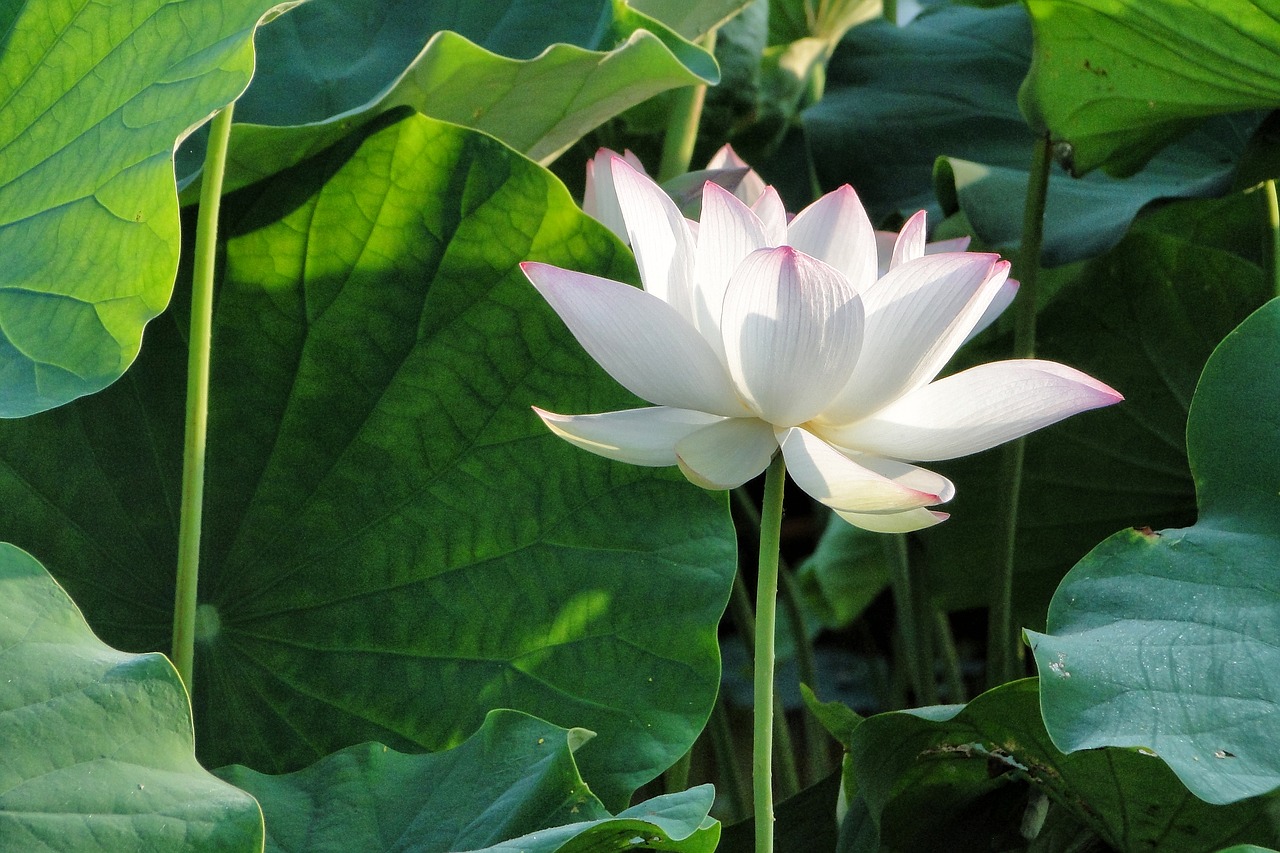 flower lotus summer free photo