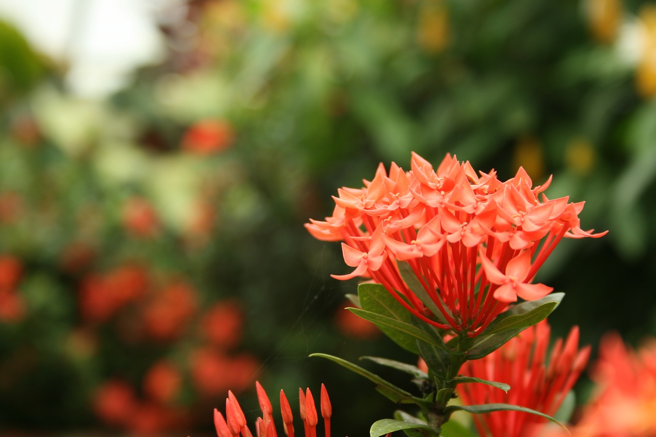 flower garden green free photo