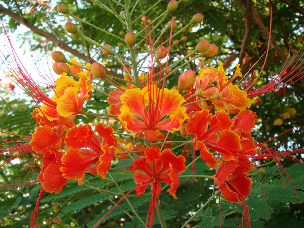 flower garden red free photo