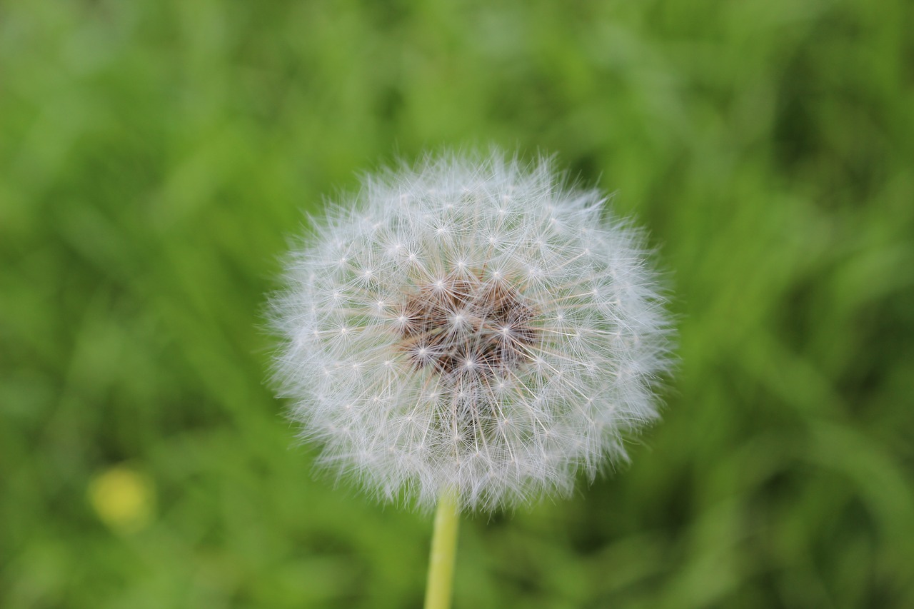 flower nature pollen free photo