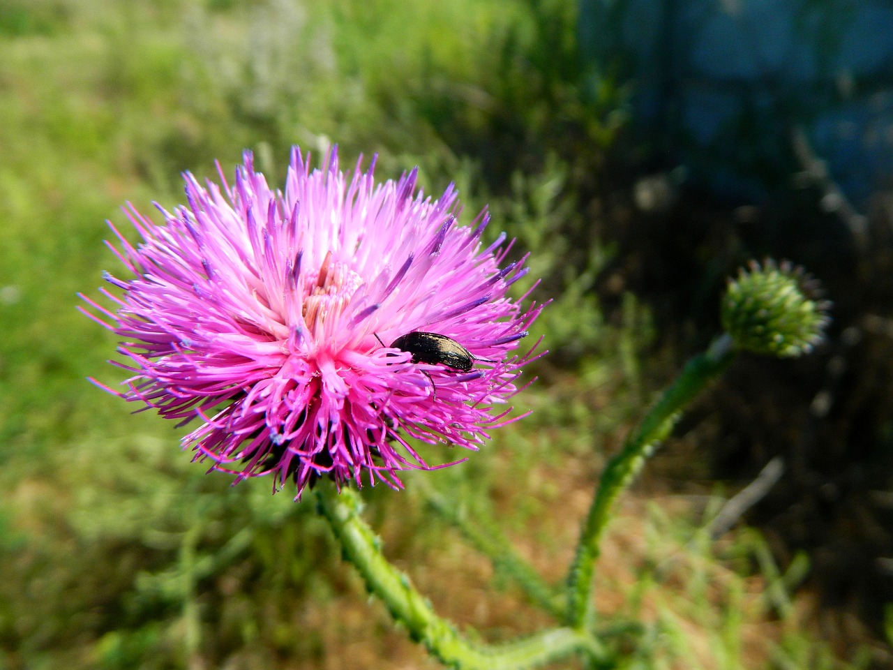 flower beetle macro free photo