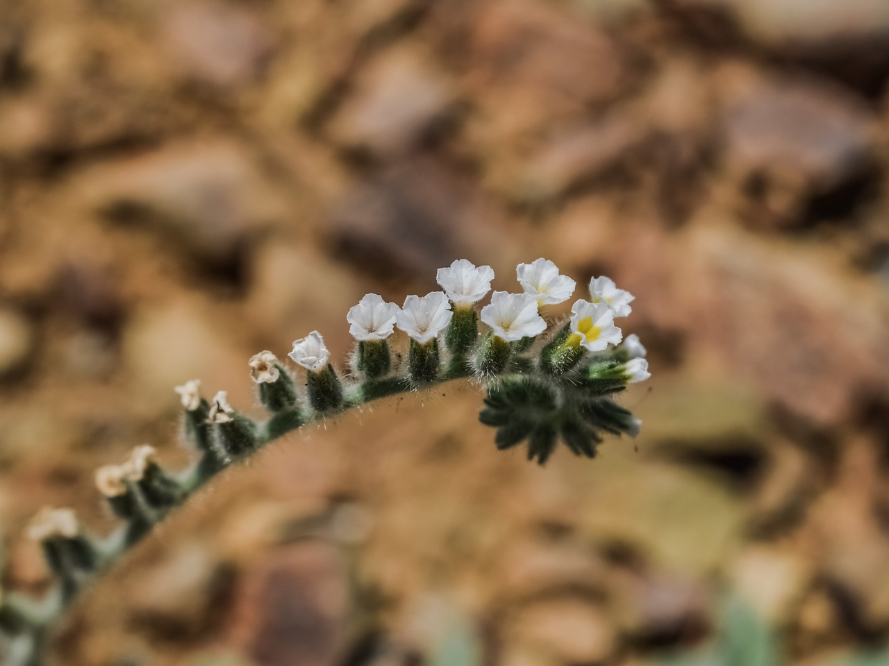 flower wild flower nature free photo