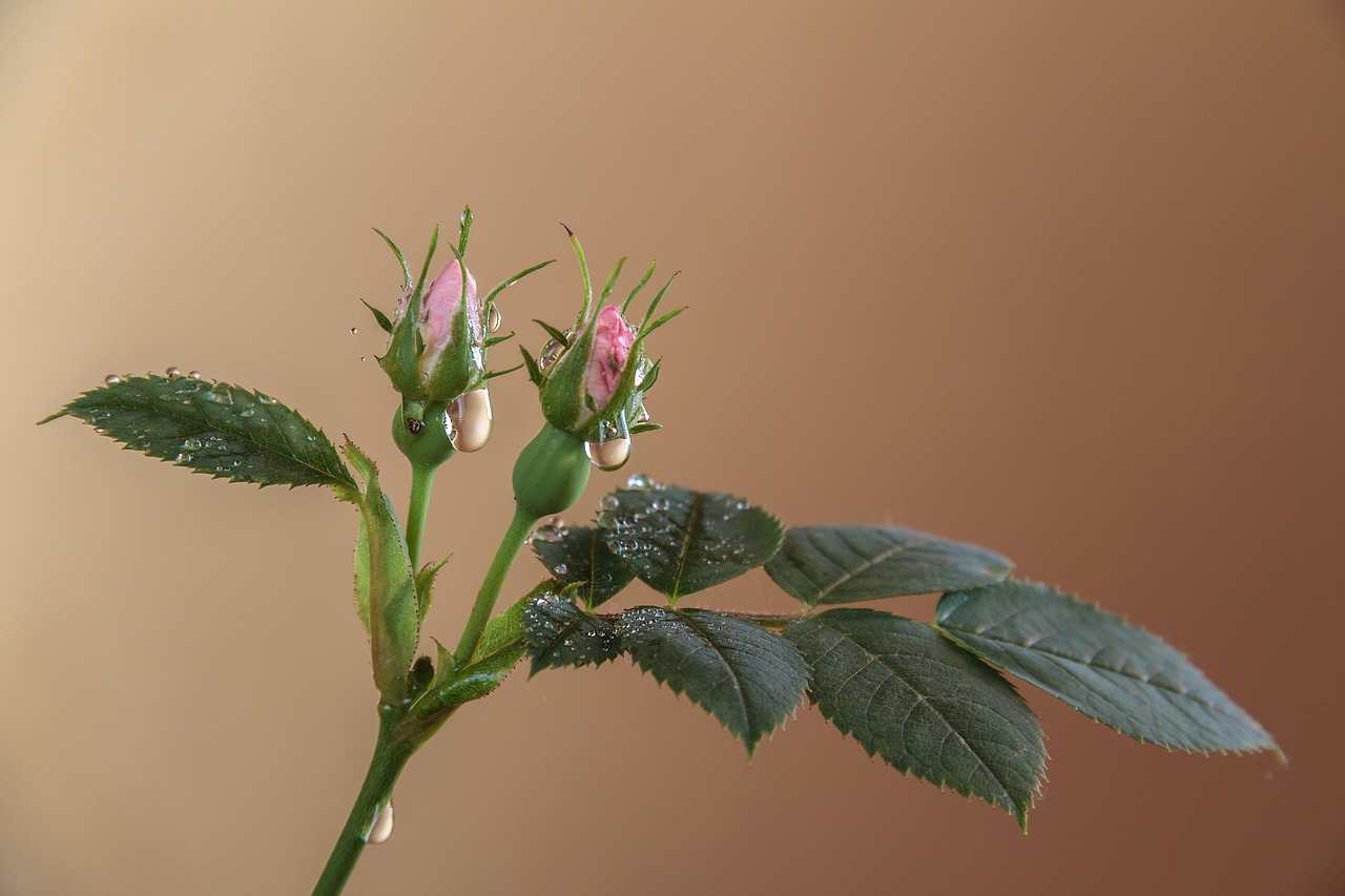 flower plant pink flower free photo