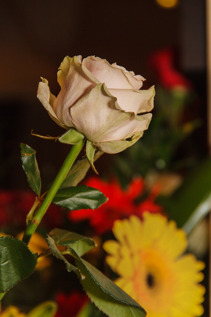 flower rose gerbera free photo