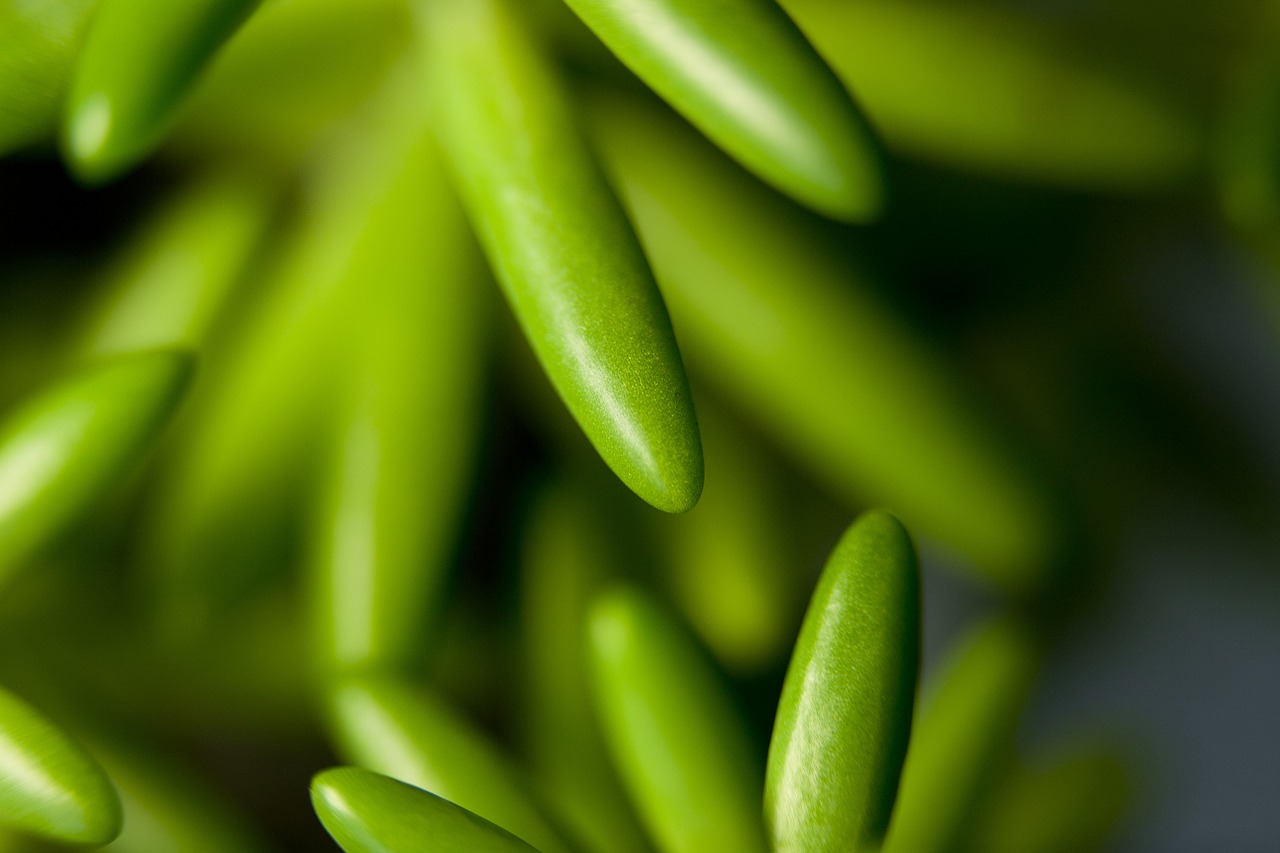 flower plants potted plant free photo