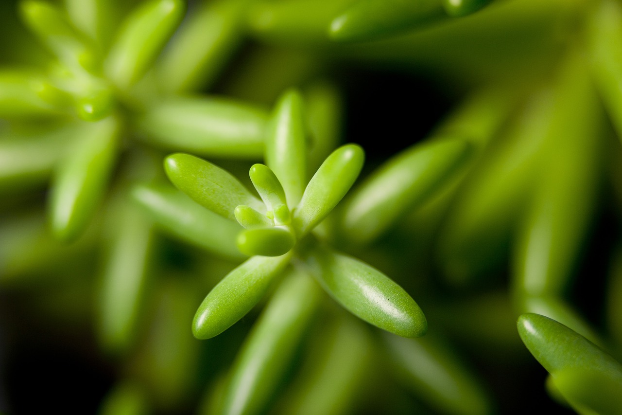 flower plants potted plant free photo