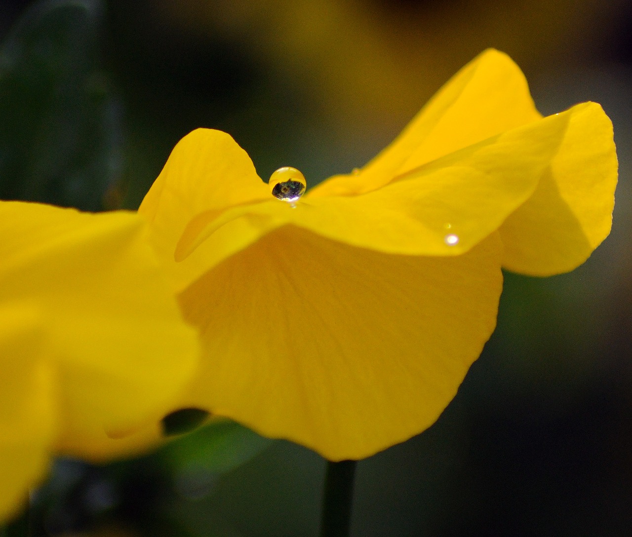 flower water drop yellow free photo