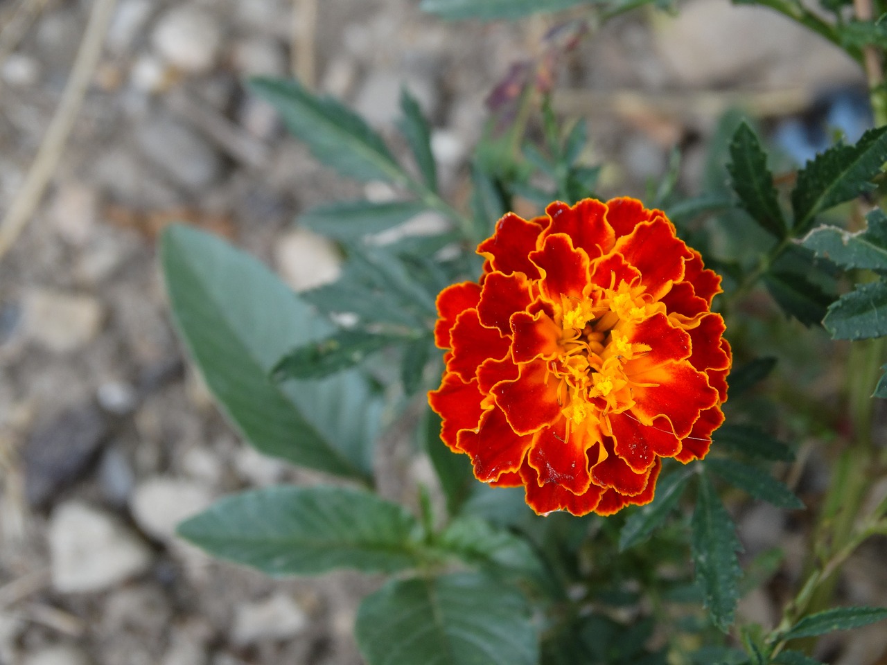 flower red nature free photo