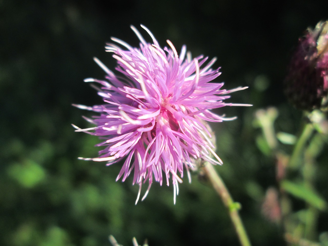 flower purple purple flower free photo