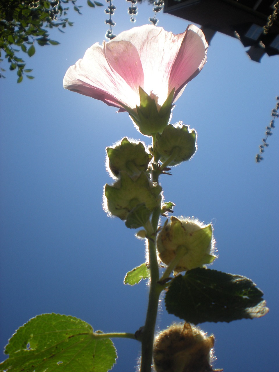 flower pink solar free photo