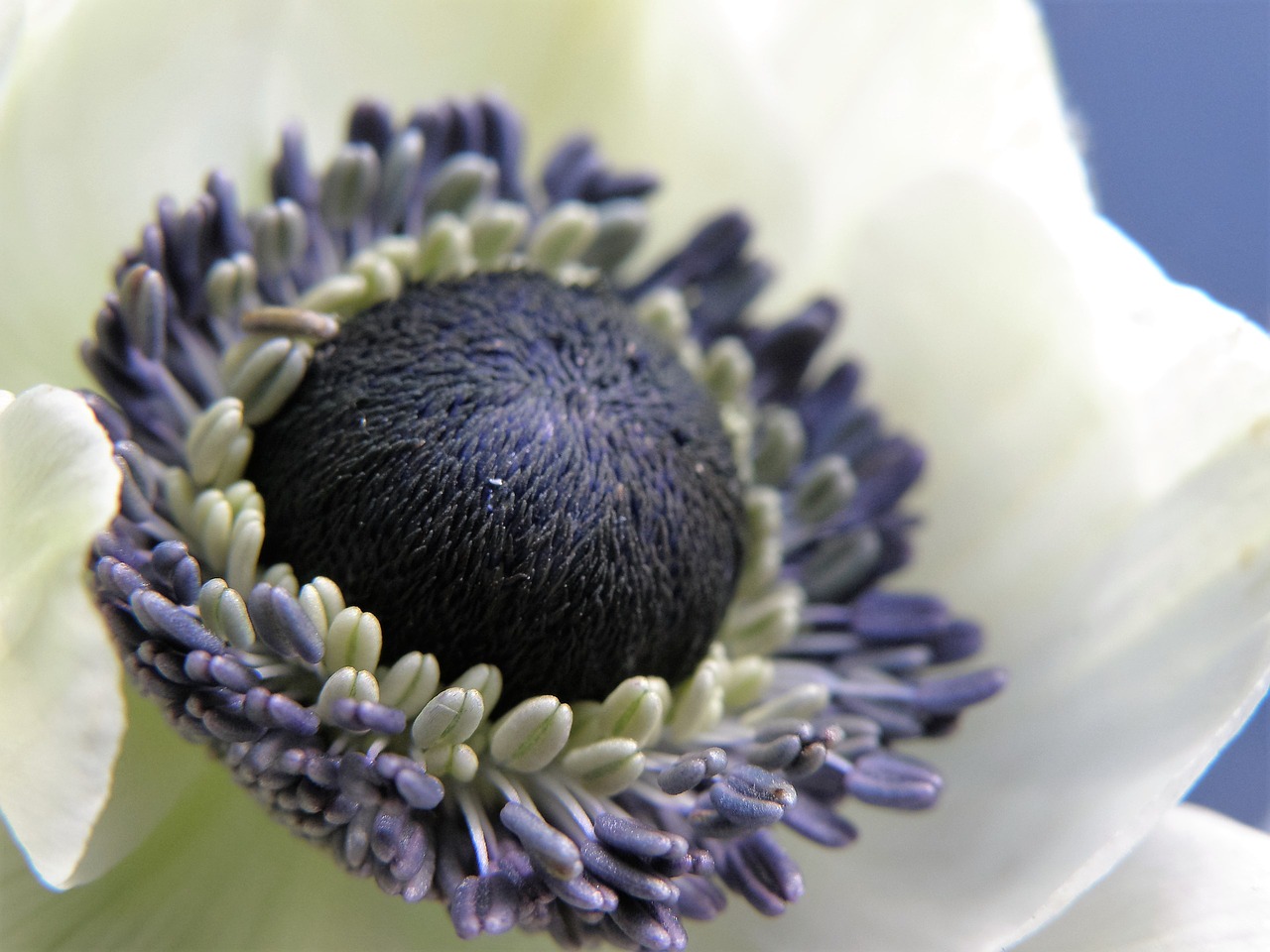 flower blue stamens free photo