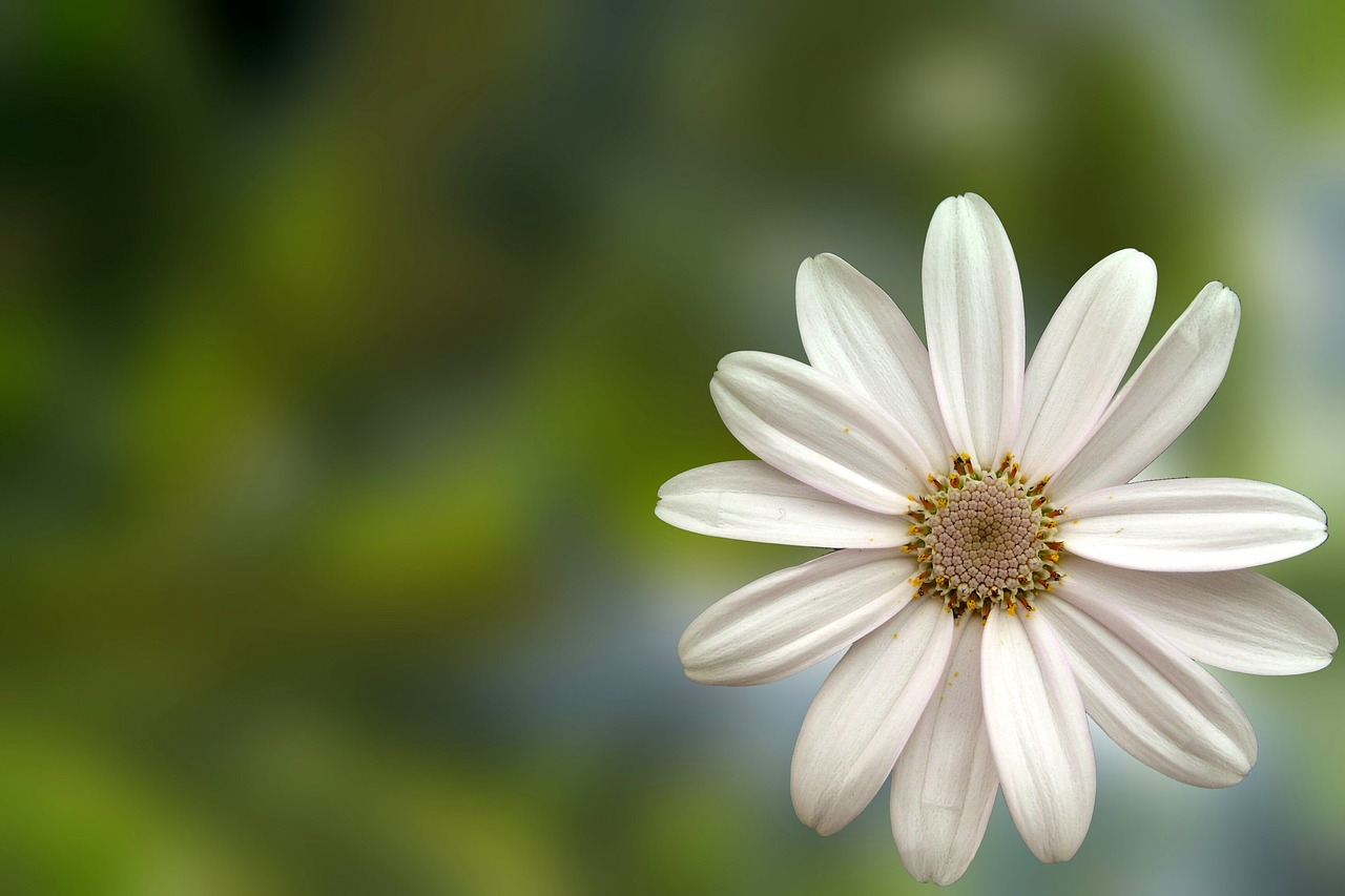 flower daisy white free photo