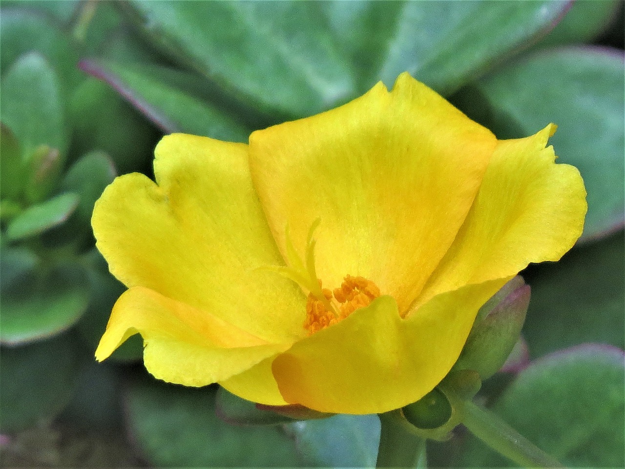 flower yellow close up free photo