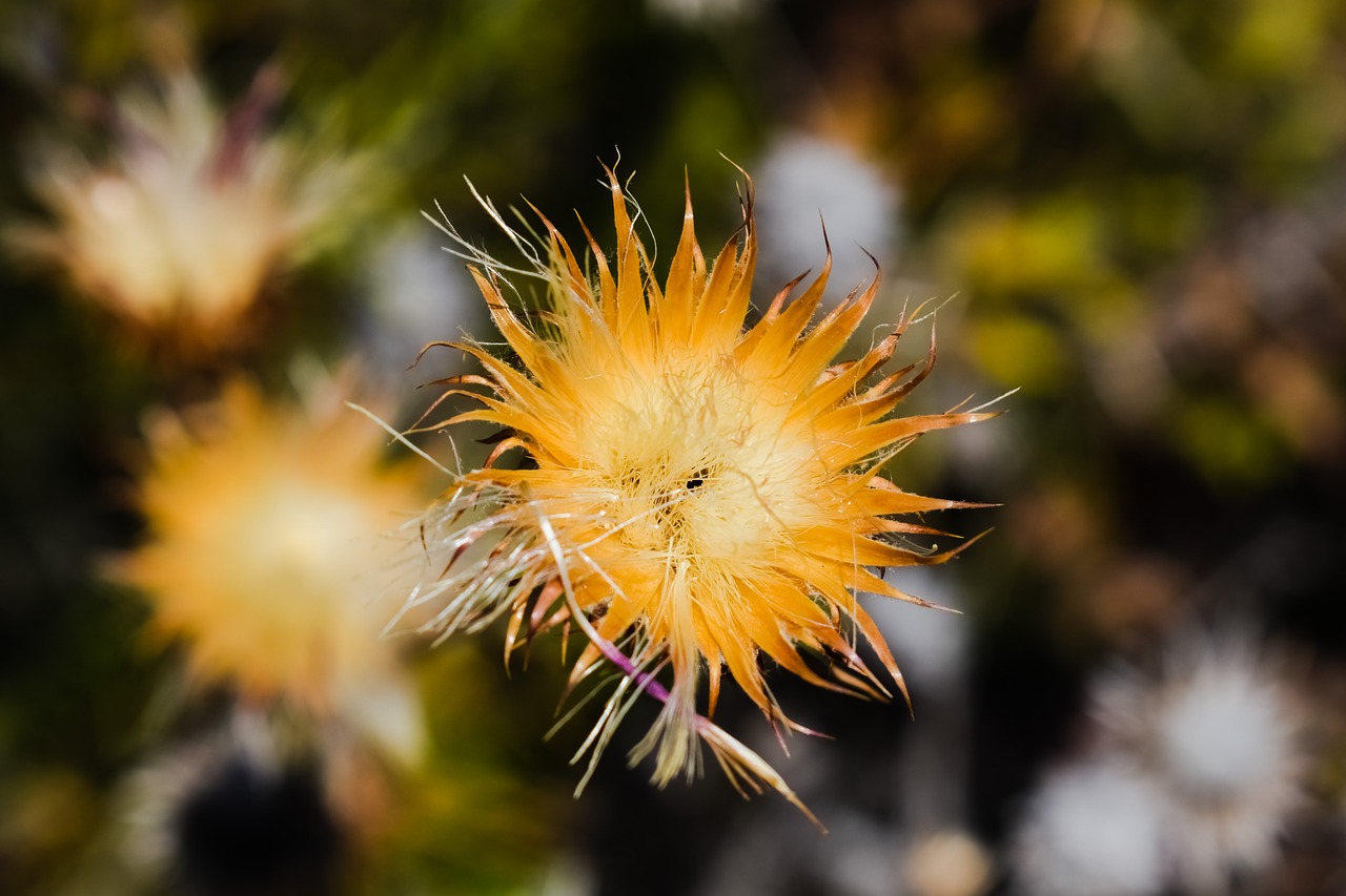 flower dry summer free photo