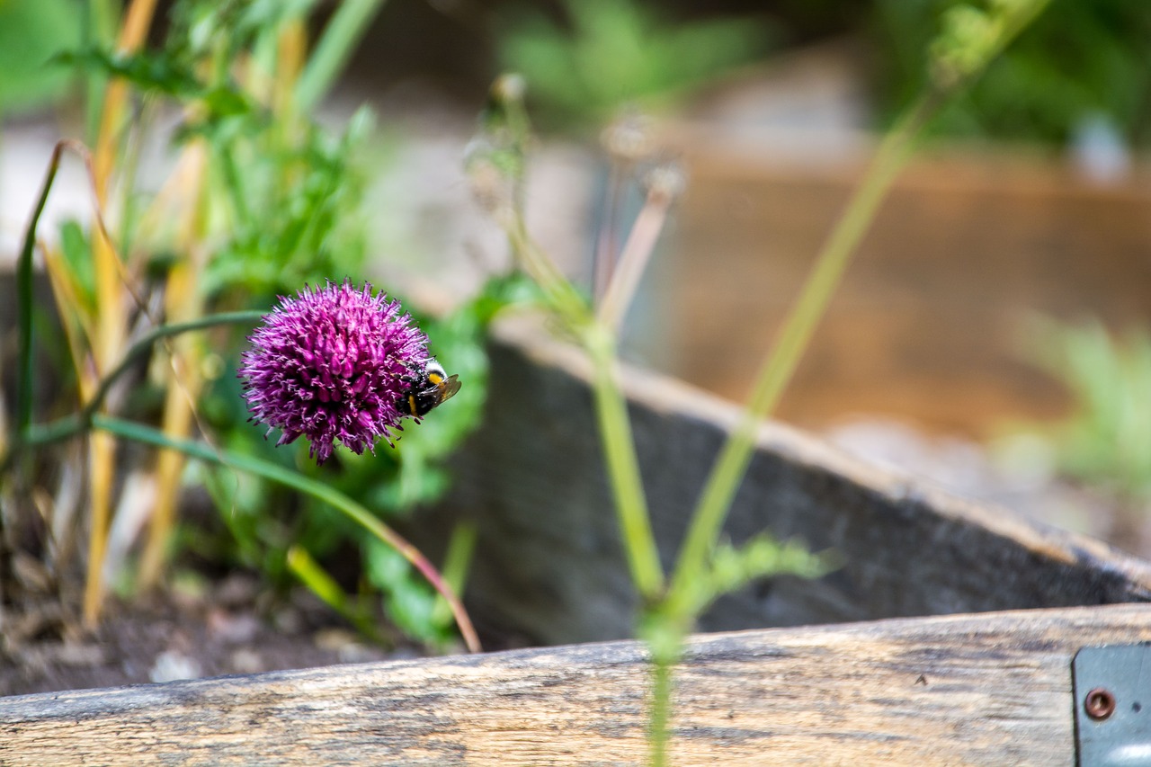 flower hummel insect free photo