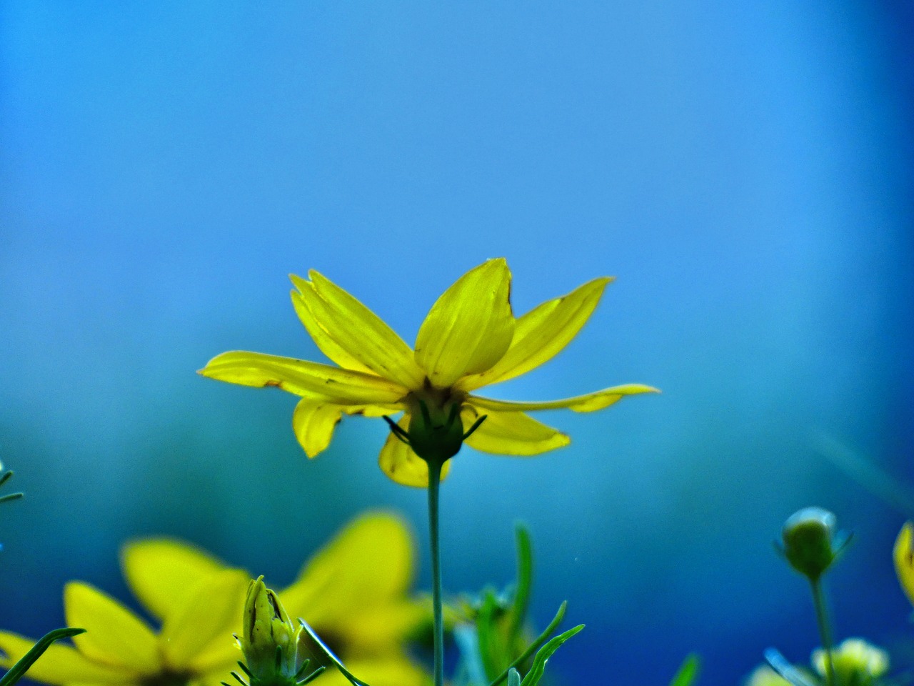 flower plant yellow free photo