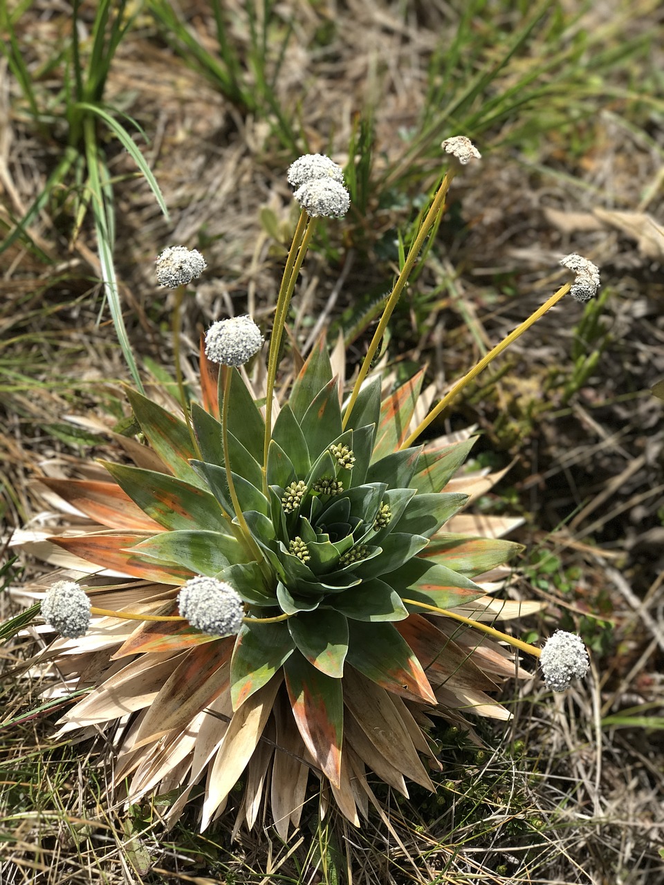 flower nature floral free photo