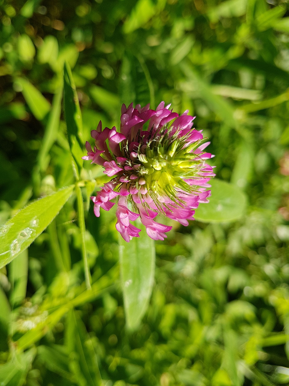 flower nature macro free photo