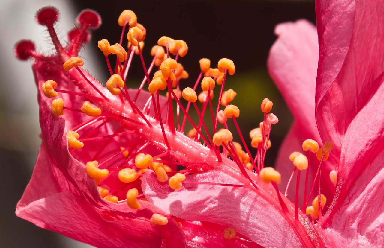 flower pink beautiful flower free photo