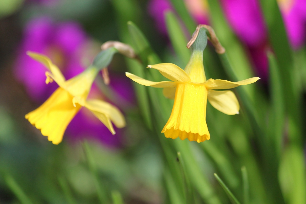 blossom bloom flowers flower free photo