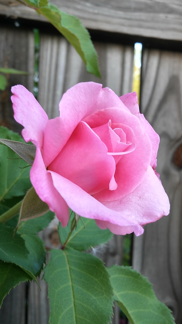 flower pink rose blurry wood fence background free photo