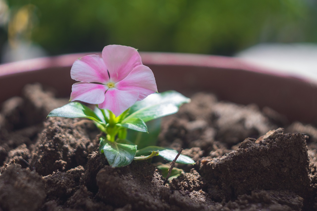 flower flowerpot terry free photo