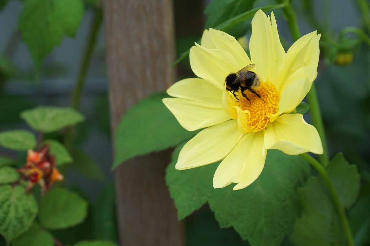 flower yellow bee free photo