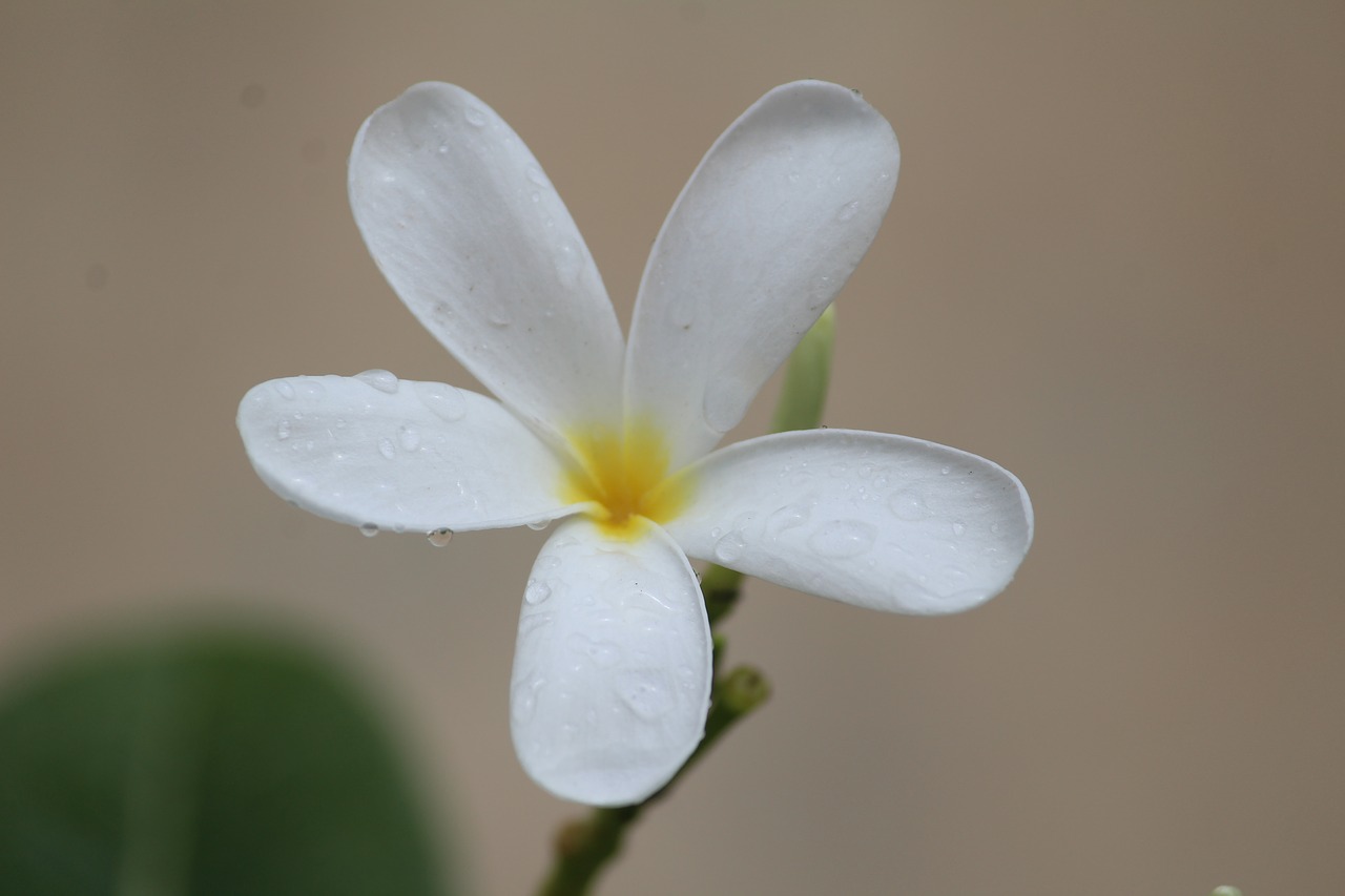 flower white rainy day free photo