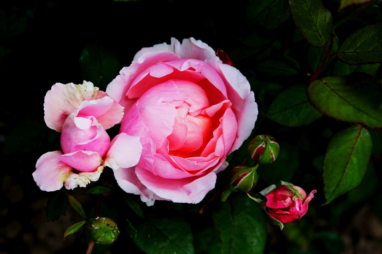 flower pink rose full bloom free photo