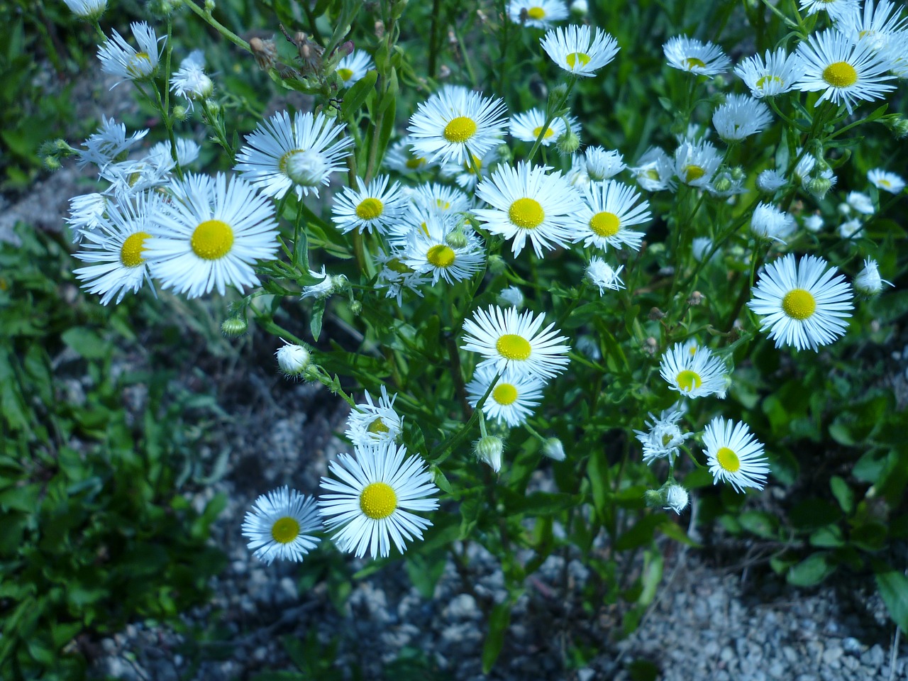flower aster nature free photo