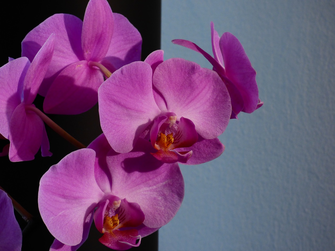 flower orchid plant free photo