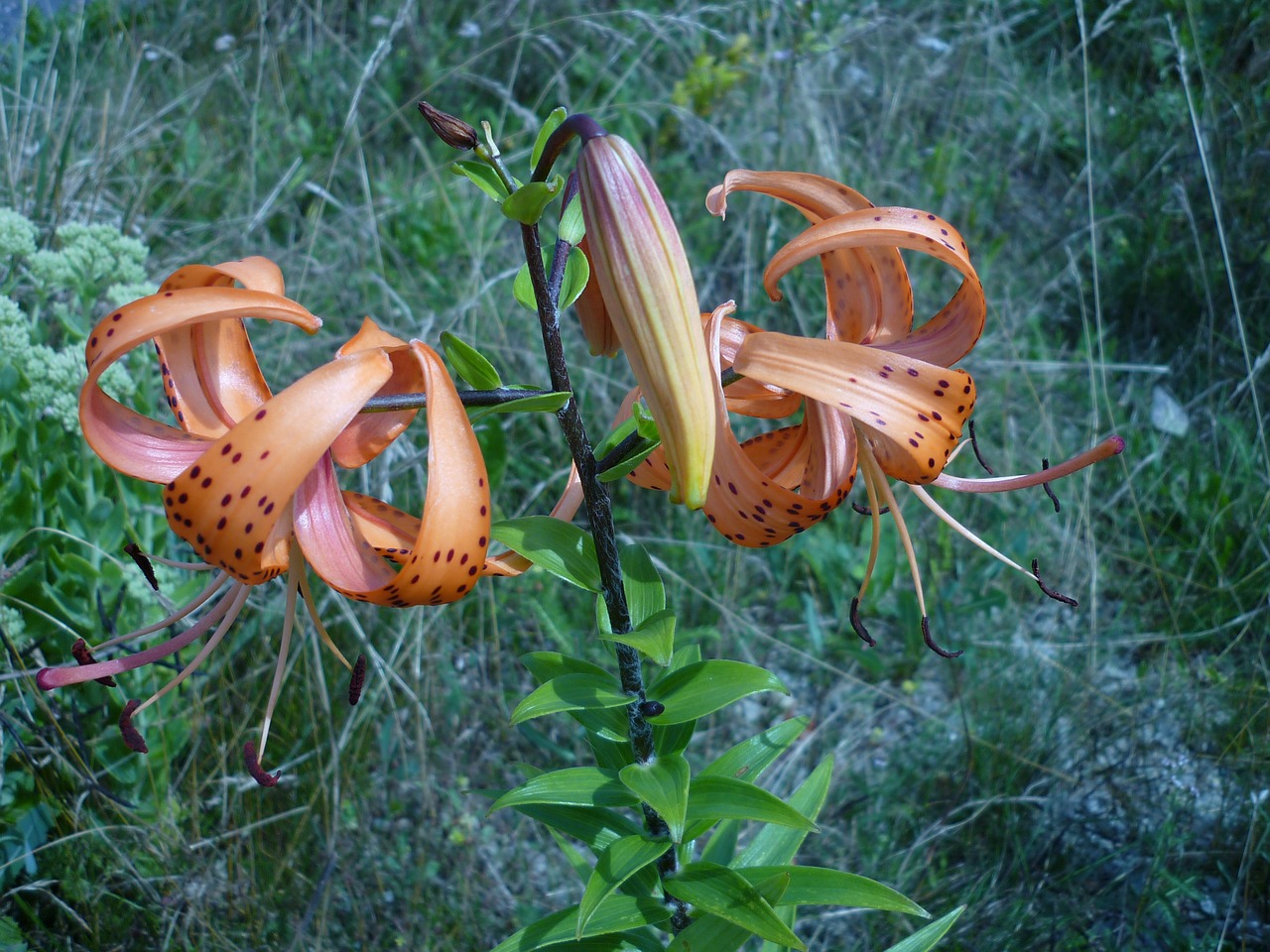 flower turk's cap lily lily free photo