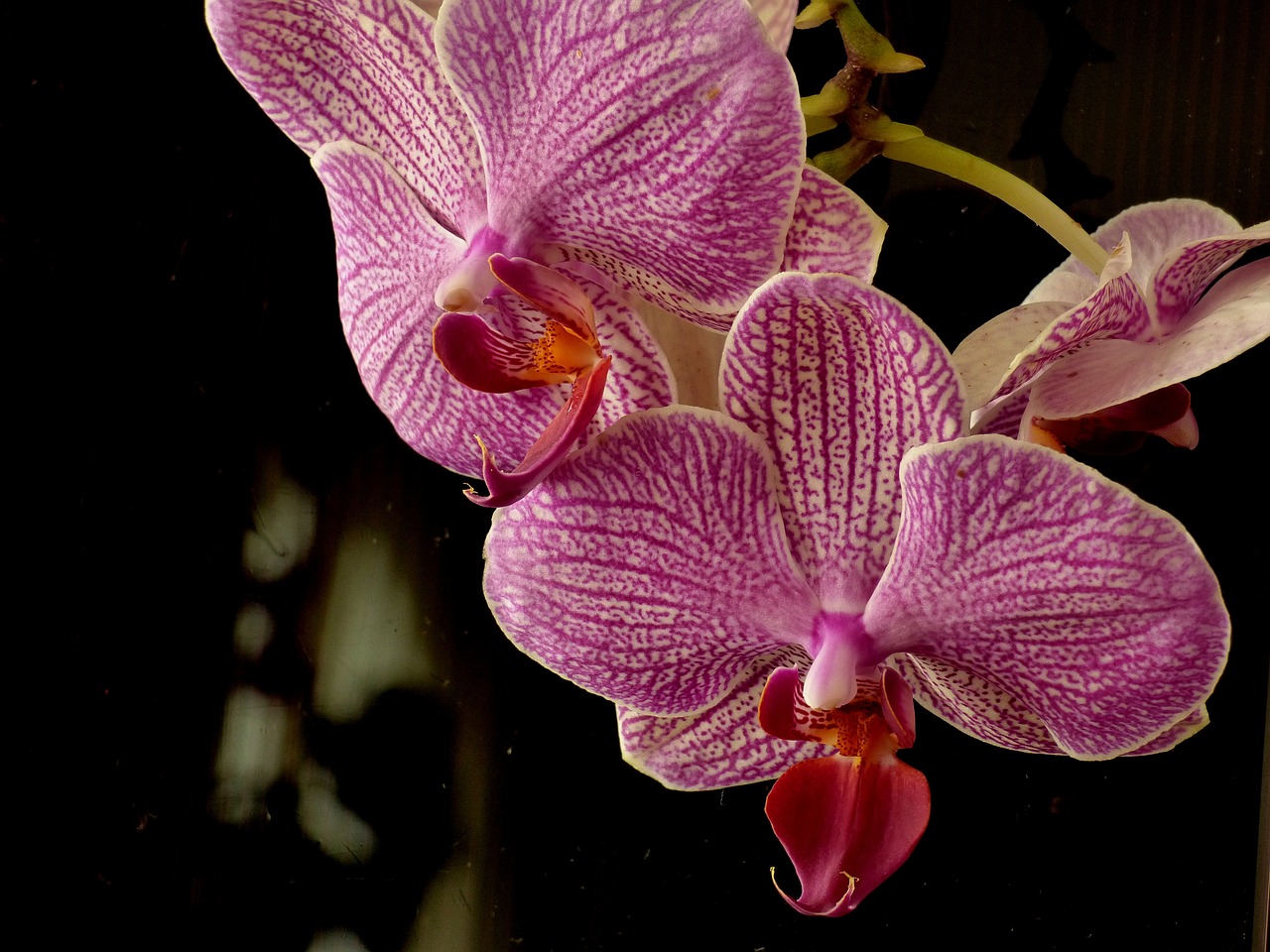 flower orchid plant free photo