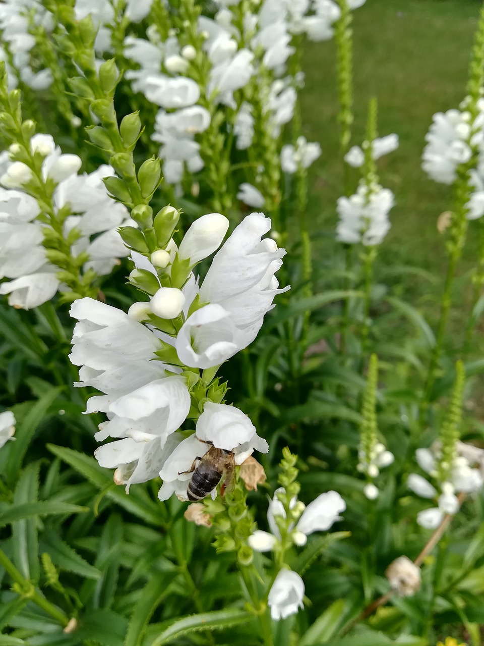 flower nature white flower free photo