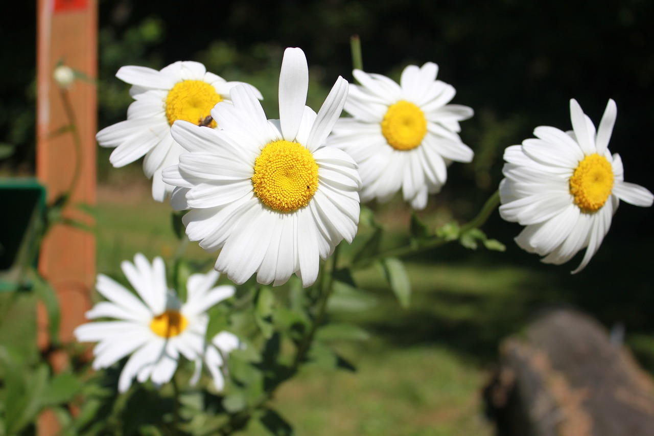 flower daisy nature free photo