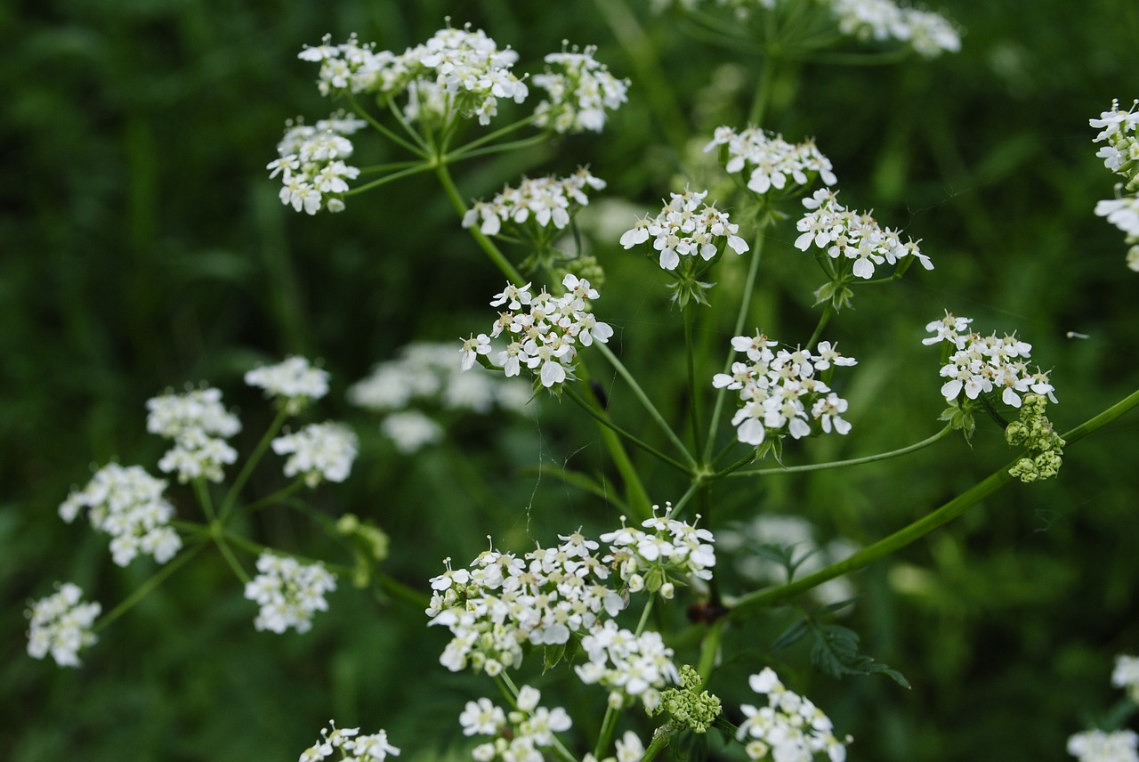 flower foliage flowers free photo