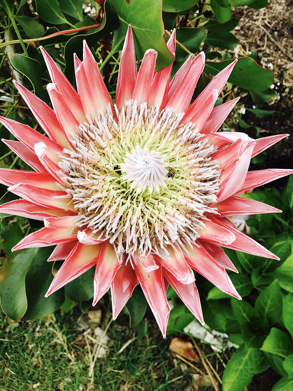 flower king protea protea free photo