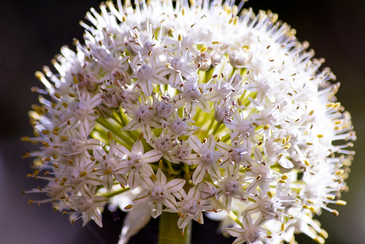 flower onion nature free photo