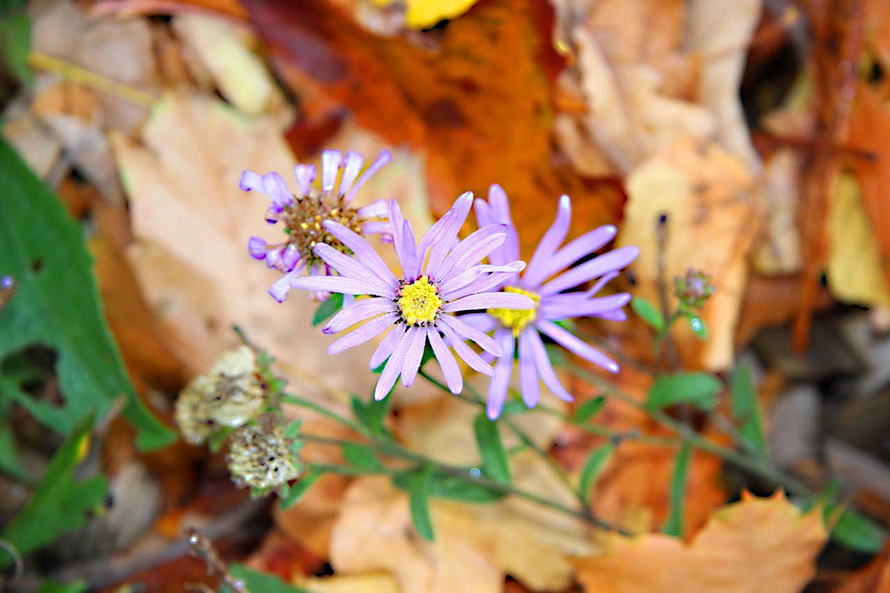 flower plant violet free photo