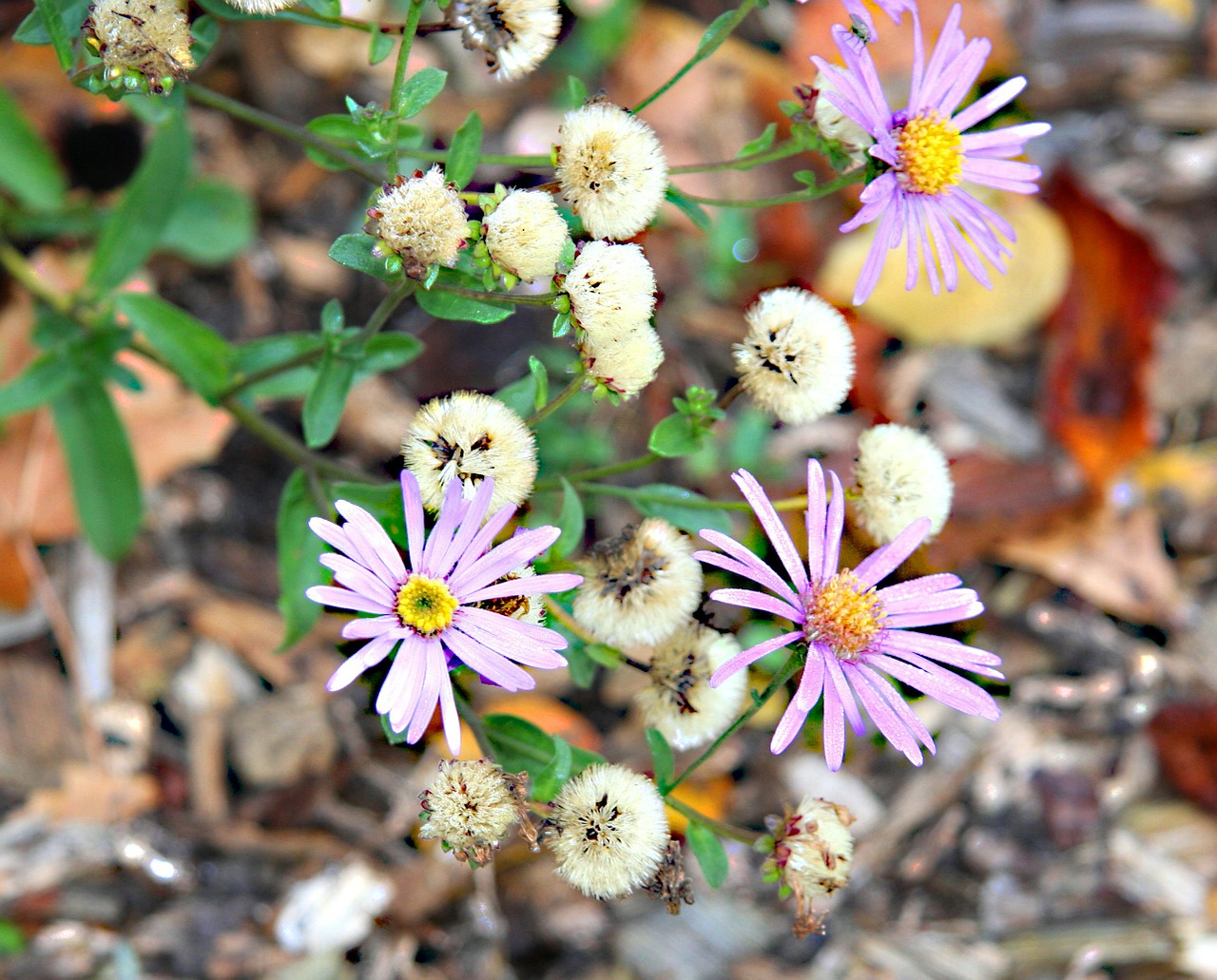 flower plant violet free photo