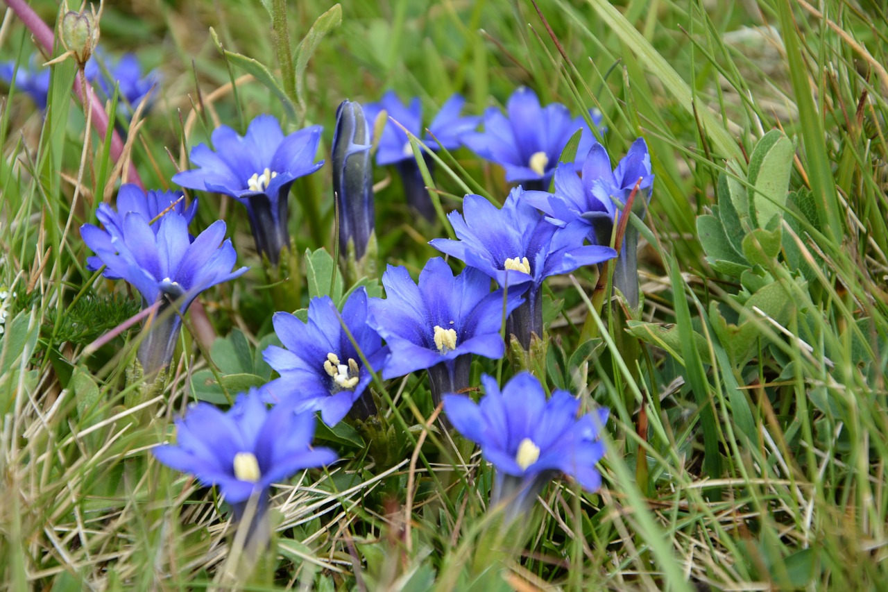 flower nature macro free photo