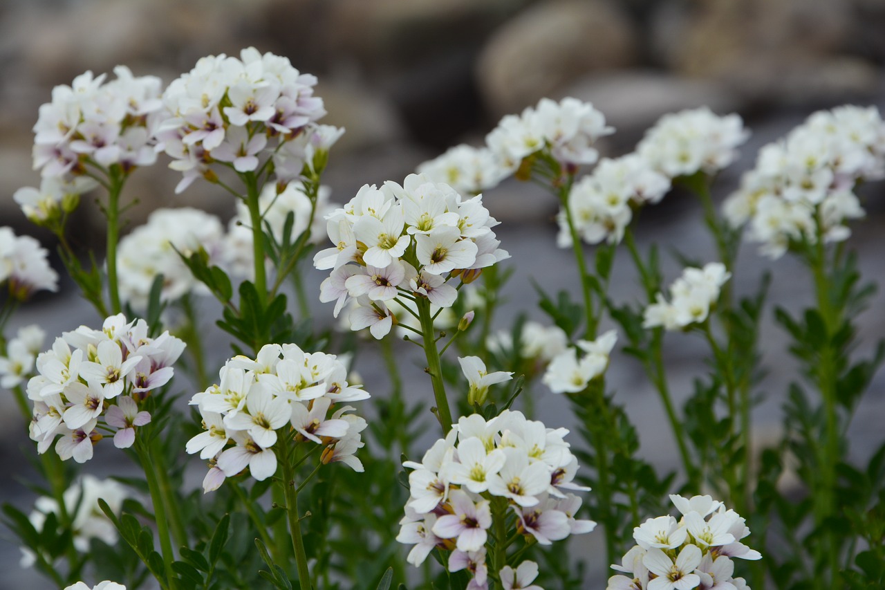 flower nature macro free photo