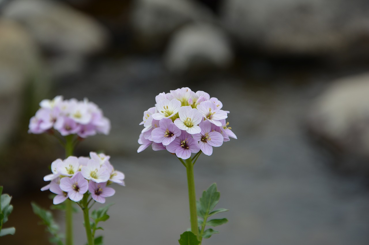 flower nature macro free photo