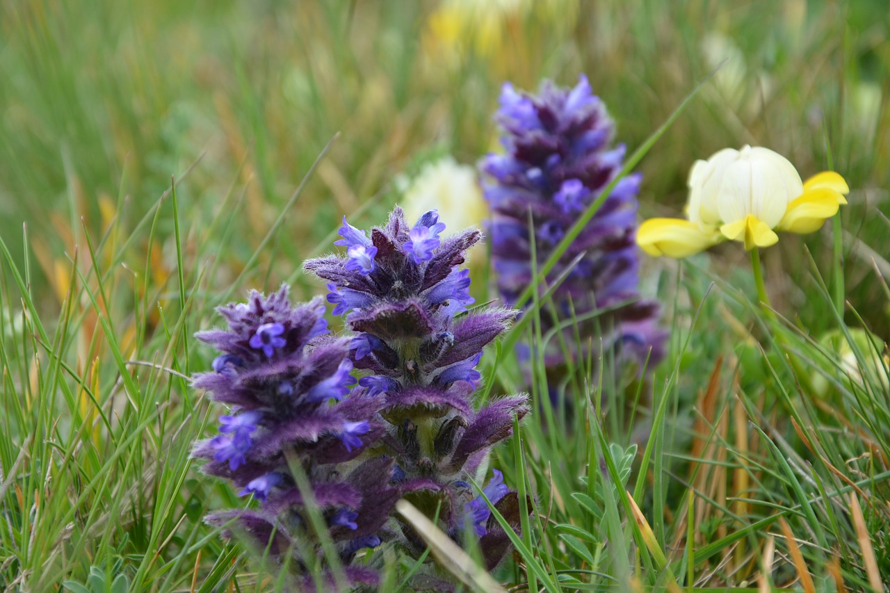 flower nature macro free photo