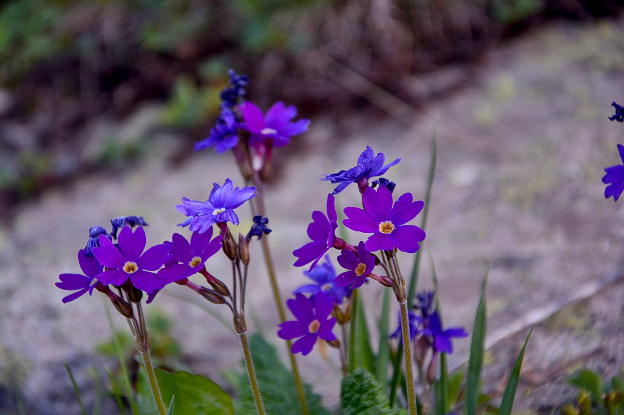 flower nature macro free photo