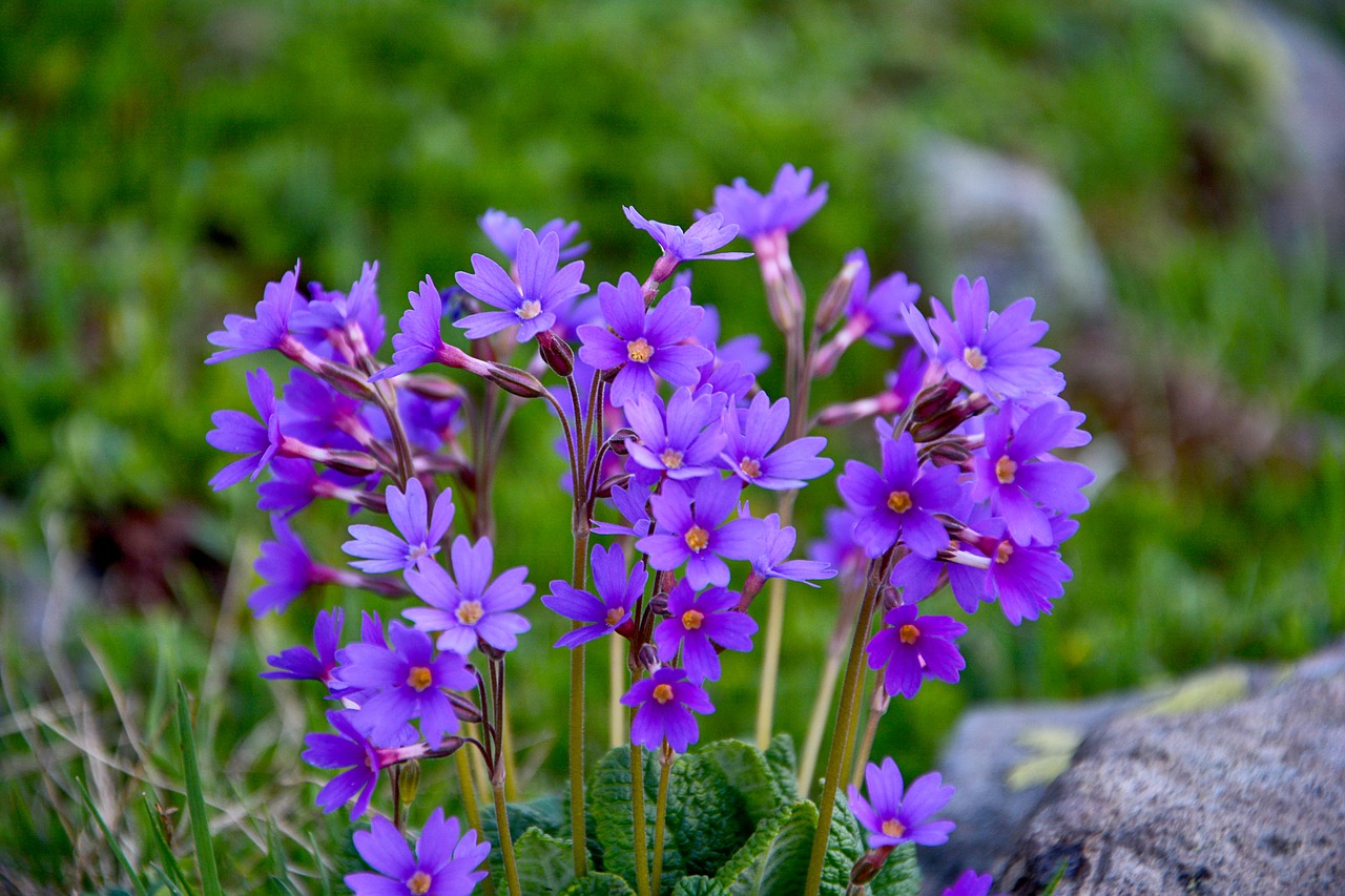 flower nature macro free photo