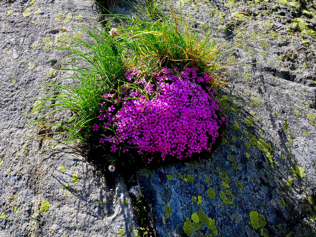 flower plant nature free photo